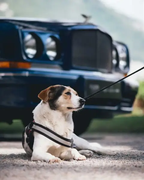 Slideshow-248 Gallery Picture 2